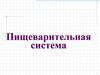 Пищеварительная система. Ротовая полость