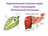 Паразитические плоские черви. Класс Сосальщики. Печеночный сосальщик