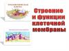 Строение и функции клеточной мембраны