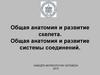 Общая анатомия и развитие скелета. Общая анатомия и развитие системы соединений