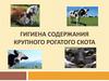 Гигиена содержания крупного рогатого скота