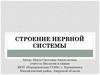 Строение нервной системы