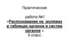 Практическая работа №1 «Распознавание на муляжах и таблицах органов и систем органов человека». 9 класс