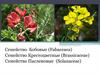Семейство бобовые (Fabaceae)