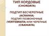 Тип Хордовые (Сhordata)