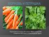 Морковь и петрушка