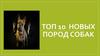Топ 10  новых пород собак