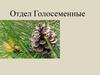 Отдел Голосеменные