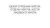 Обзор строения черепа. Отделы черепа. Кости лицевого черепа