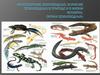 Многообразие земноводных. Значение земноводных в природе и в жизни человека. Охрана земноводных
