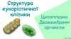 Цитоплазма. Структура еукаріотичної клітини