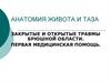 Анатомия живота и таза