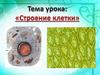 Строение клетки. 5 класс