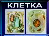 Клетка