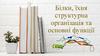 Білки, їхня структурна організація та основні функції