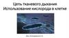 Цепь тканевого дыхания. Использование кислорода в клетке