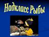 Надкласс Рыбы