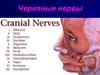 Черепные нервы