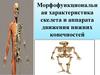 Морфофункциональная характеристика скелета и аппарата движения нижних конечностей