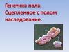 Генетика пола. Сцепленное с полом наследование