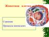 Животная клетка. Строение. Процессы жизнедеятельности