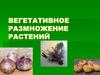 Вегетативное размножение растений