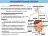 Пищеварительная система