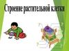 Строение растительной клетки