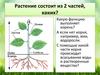 Растение состоит из 2 частей, каких?