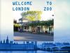 Welcome London to zoo