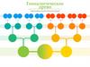 Генеалогическое древо. Инфографика генеалогического древа  (шаблон)