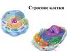 Строение клетки   (8 класс)