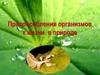 Приспособления организмов к жизни в природе. 5 класс