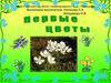 Первые цветы