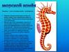 Обитатели морей и океанов