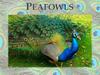 Peafowls