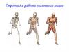 Строение и работа скелетных мышц