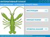 Интерактивный плакат по биологии. Строение речного рака
