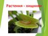 Растения-хищники. Почему они хищники?