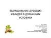 Выращивание дубов из желудей в домашних условиях
