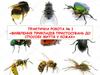 Виявлення прикладів пристосувань до способу життя у комах. Практична робота №1. 7 клас