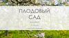 Плодовый сад. Экология в современном городе