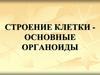 Строение клетки - основные органоиды