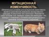 Мутационная изменчивость