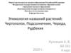 Этимология названий растений: Чертополох, Подсолнечник, Череда, Рудбекия