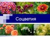 Соцветия