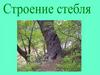Строение стебля