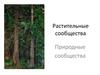 Растительные сообщества. Природные сообщества