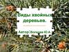 Виды хвойных деревьев