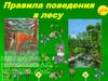 Правила поведения в лесу